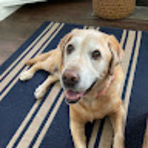 Meet your Posher, Anne